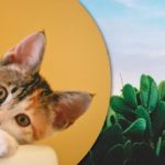 Tikai visuzmanīgākie starp kaktusiem atradīs kaķi: jautra optiskā ilūzija.